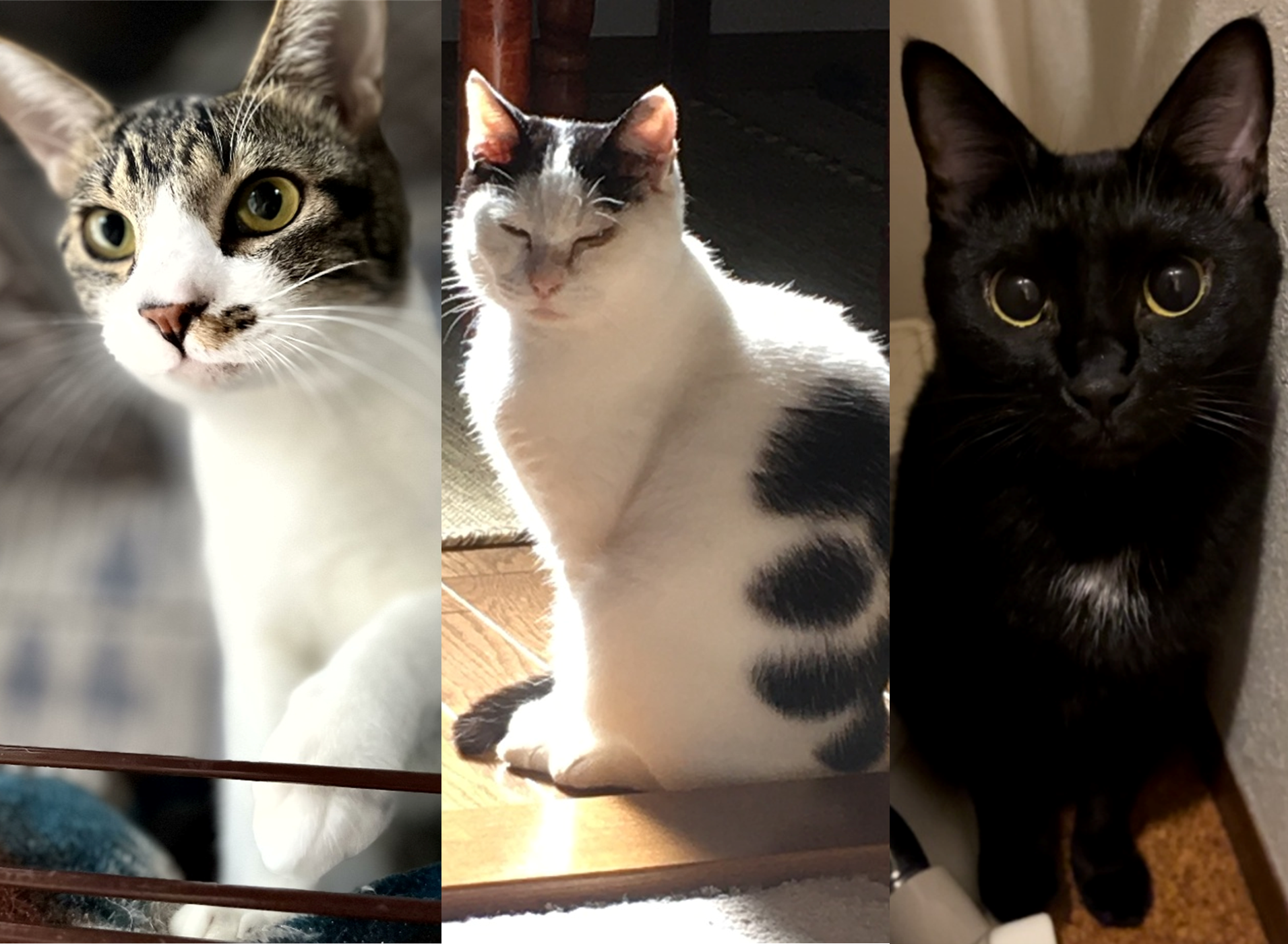 Tentang Kucing-kucing Kami